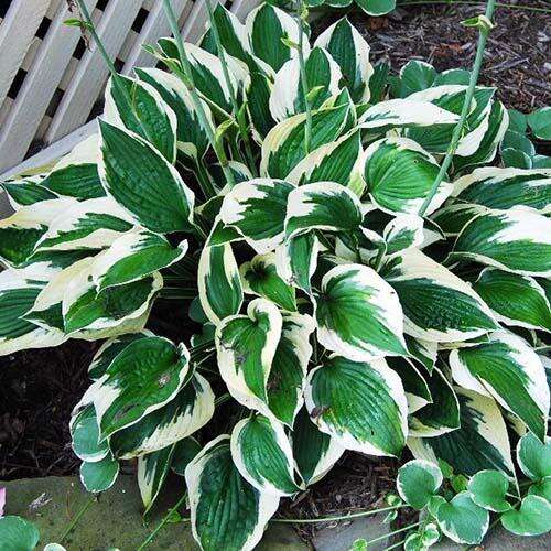 Хоста гибридная Patriot (Патриот) L