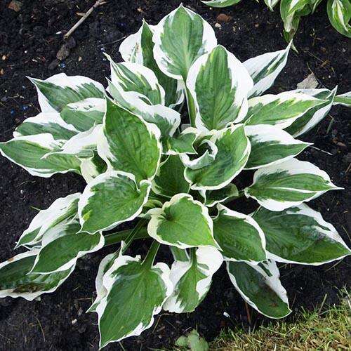 Хоста гибридная Patriot (Патриот) L