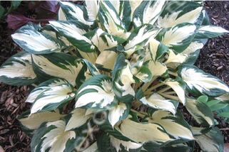 Хоста Paul Revere (Пол Ревере) М