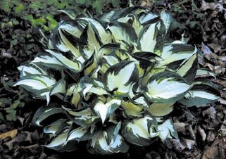 Хоста Fire and Ice (Фаер энд Айс) М