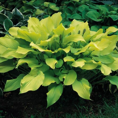 Хоста Sun Power (Сан Пауэр) М