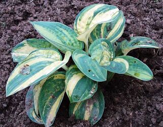 Хоста Ice Age Trail (Айс Эйдж Трэил) М