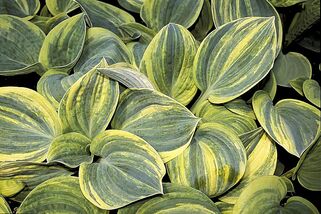 Хоста Ice Age Trail (Айс Эйдж Трэил) М