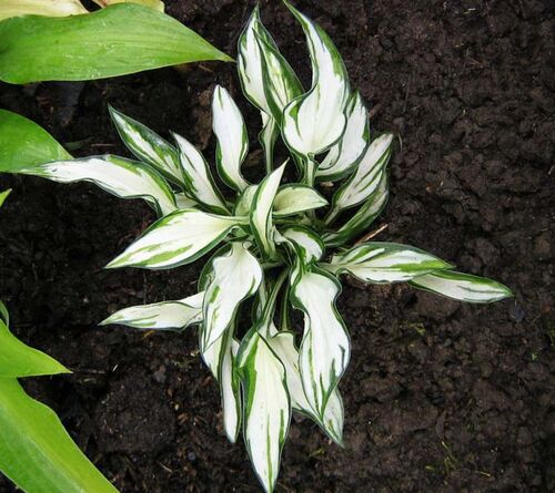 Хоста Fireworks (Фаерворкс) S