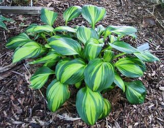 Хоста Rainbows End (Рэйнбоус Энд) S