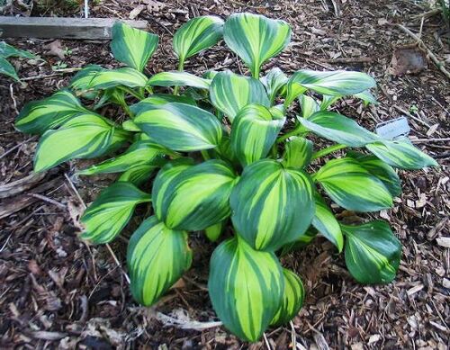 Хоста Rainbows End (Рэйнбоус Энд) S