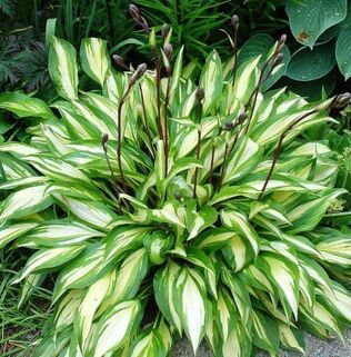 Хоста Cherry Berry (Черри Бэрри) S