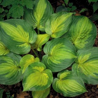 Хоста Dance With Me (Дэнс виз Ми) М