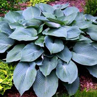 Хоста Blue Angel (Блу Ангел) XL