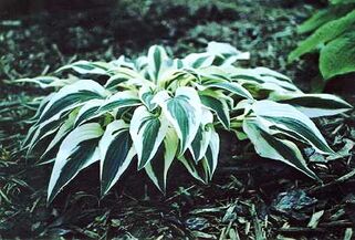 Хоста гибридная Lakeside Dragonfly (Лейксайд Дрэгонфлай) М