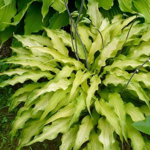 Хоста Curly Fries (Кёли Фрайс) М