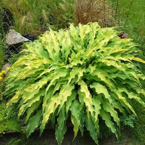 Хоста Curly Fries (Кёли Фрайс) М