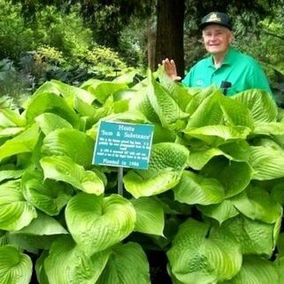 Хоста Sum and Substance (Сам энд Сабстенс) XL