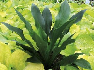 Хоста Lakeside Storm Watch (Лэйксайд Сторм Вотч) М