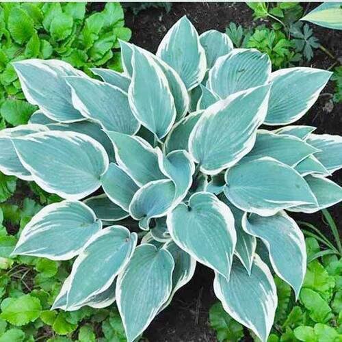 Хоста El Nino (Эль Ниньо)