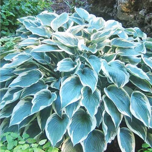 Хоста El Nino (Эль Ниньо)