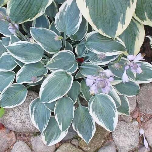 Хоста El Nino (Эль Ниньо)