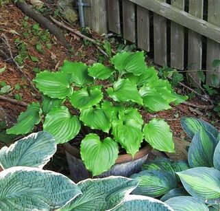 Хоста Candy Dish (Кэнди Диш) М