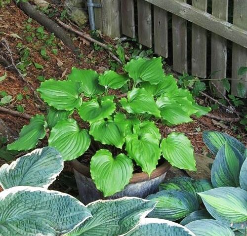 Хоста Candy Dish (Кэнди Диш) М
