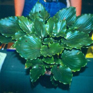 Хоста Candy Dish (Кэнди Диш) М