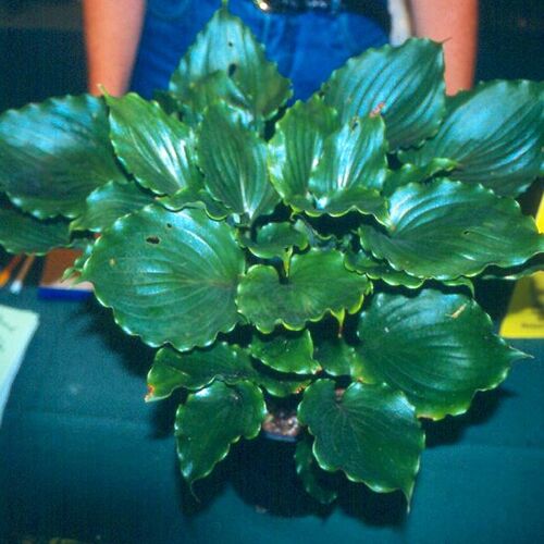 Хоста Candy Dish (Кэнди Диш) М