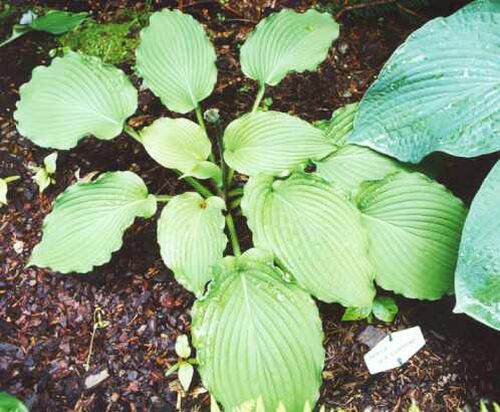 Хоста Sea Current (Си Каррент) L