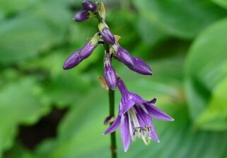 Хоста Lakeside Storm Watch (Лэйксайд Сторм Вотч) М