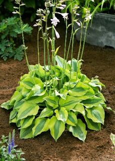 Хоста Luna Moth (Луна Мот) М