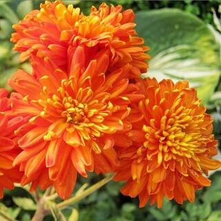 Хризантема корейская Мариэлла Бронз