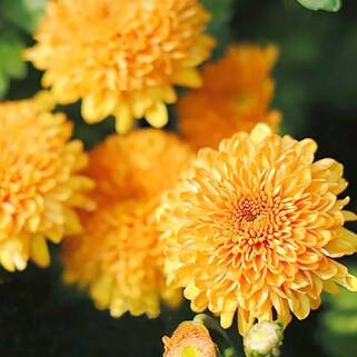 Хризантема корейская Мариэлла Бронз