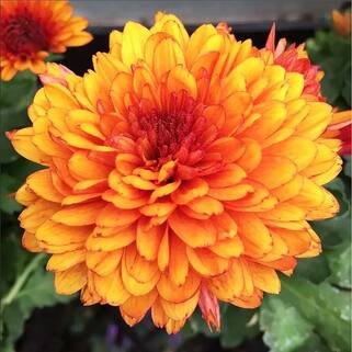 Хризантема корейская Мариэлла Бронз