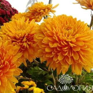 Хризантема корейская Мариэлла Бронз