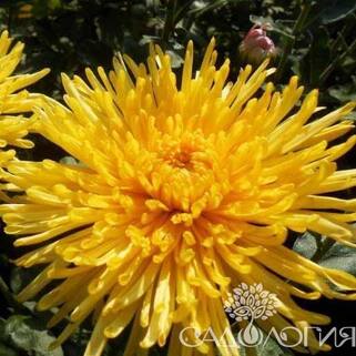 Хризантема корейская Сонечко