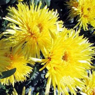 Хризантема корейская Сонечко