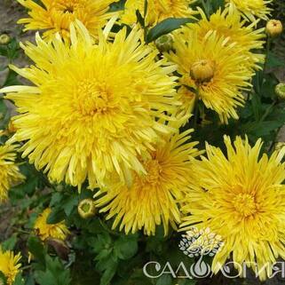 Хризантема корейская Сонечко