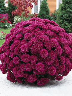 Хризантема мультифлора Фестив Пурпле