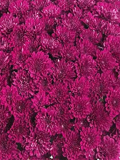 Хризантема мультифлора Фестив Пурпле