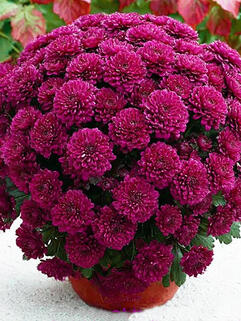 Хризантема мультифлора Фестив Пурпле