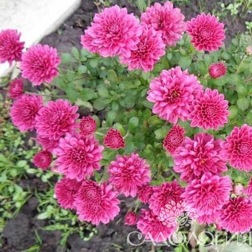 Хризантема корейская Римкабель