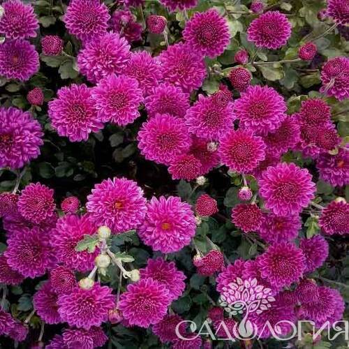 Хризантема корейская Римкабель