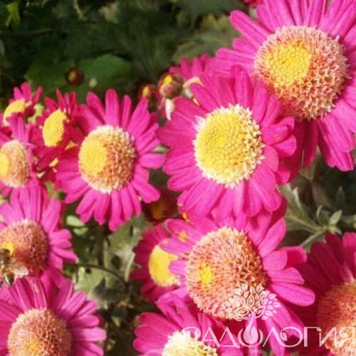 Хризантема корейская Витязь