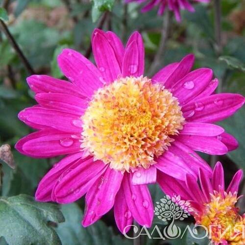 Хризантема корейская Витязь