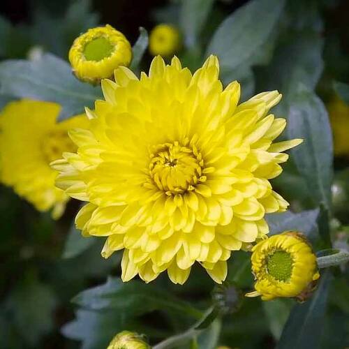 Хризантема корейская Луна