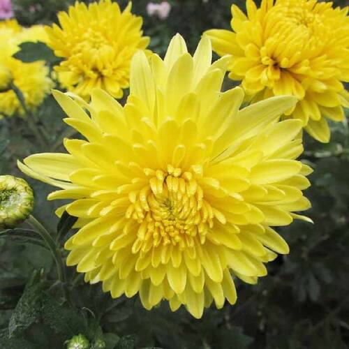 Хризантема корейская Луна