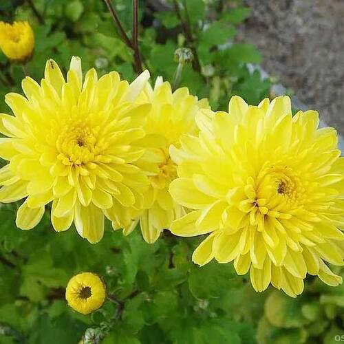 Хризантема корейская Луна