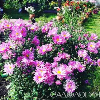 Хризантема корейская Звезда Подмосковья