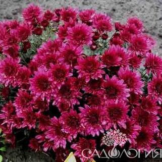 Хризантема мультифлора Авалон Пурпле