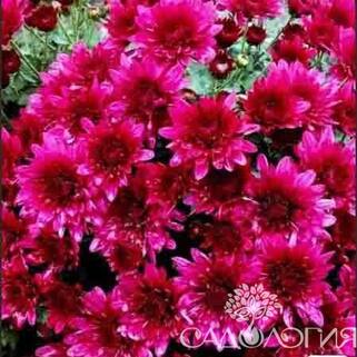 Хризантема мультифлора Авалон Пурпле