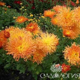 Хризантема корейская Степовичка