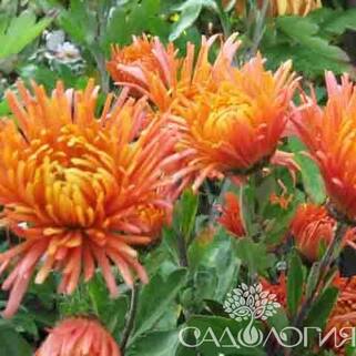 Хризантема корейская Степовичка